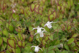 Epimedium grandiflorum v. higoense 'Bandit'